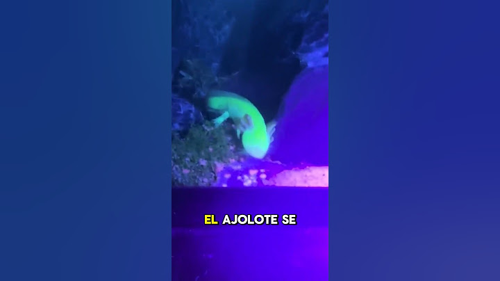 Rescue a mutant axolotl and give it a new home