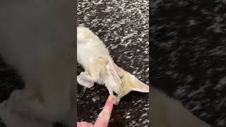 #shorts Have you ever seen such a cute fennec fox  @kamy grant