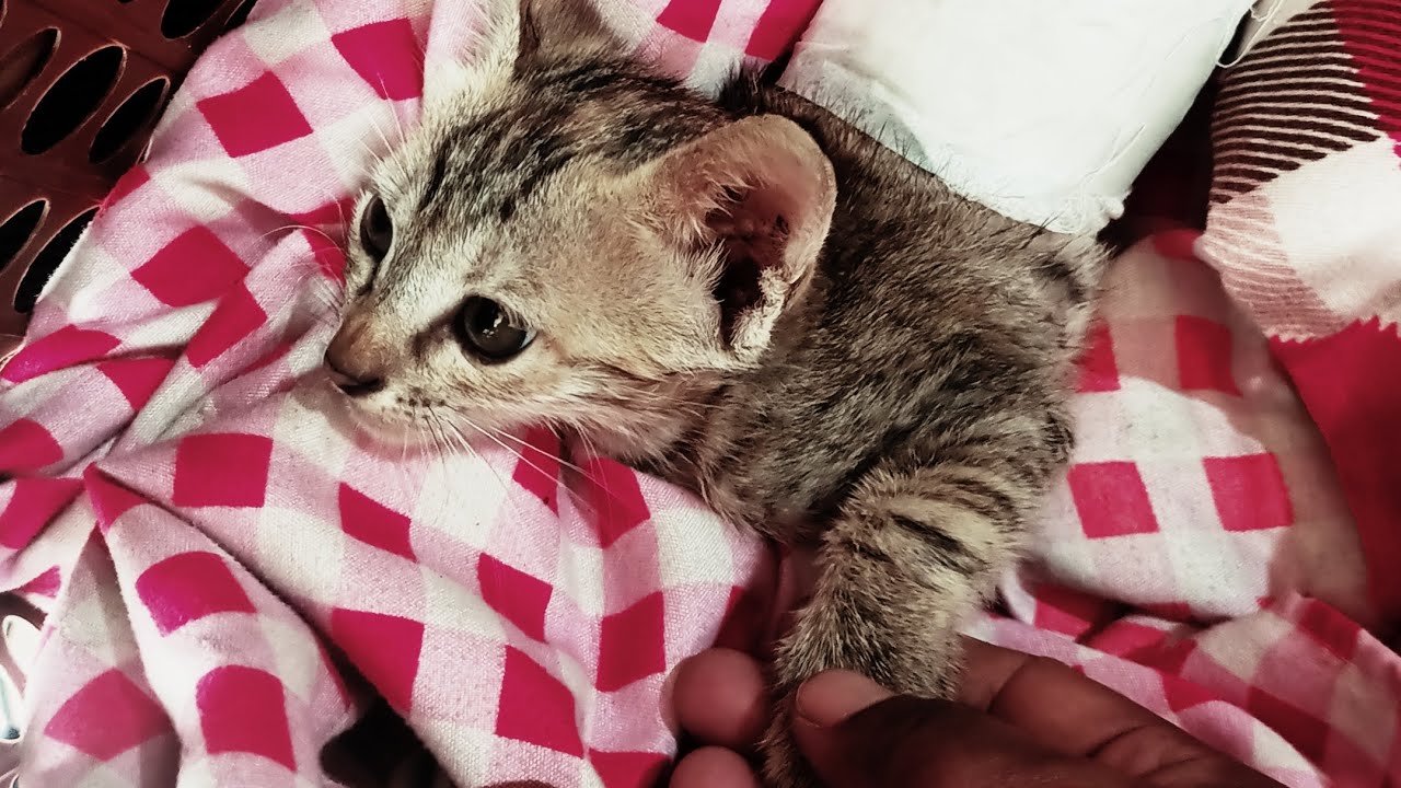 Cat ko ultrasound kra diye hai 