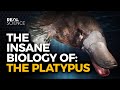 The Insane Biology of: The Platypus