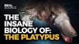 The Intriguing History of the Astounding Platypus ile ilgili video
