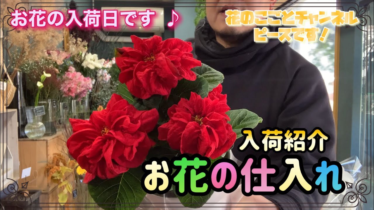 【花屋】今回の仕入れとんでもないのを仕入れて来ました！限定1人買いたい勇者お待ちしています！#678