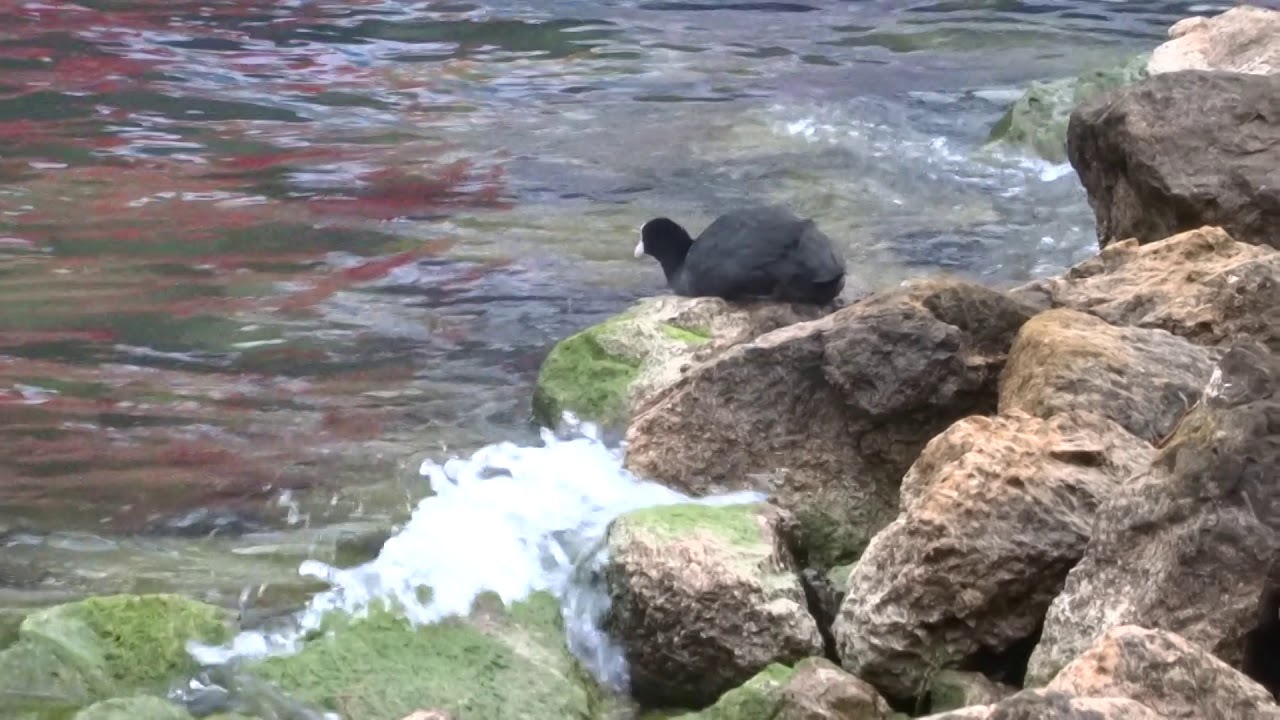 Sothøne ved Gardasjøen