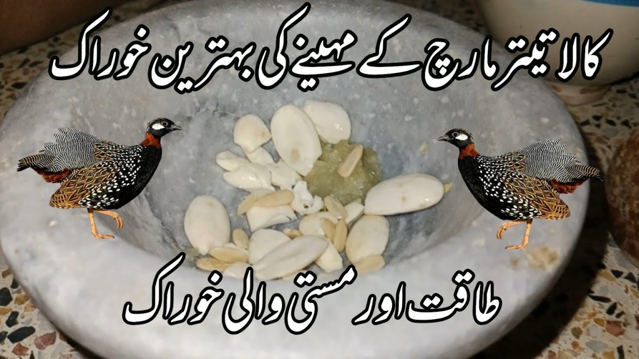 کالا تیتر مارچ کے مہینے کی بہترین خوراک طاقت اور مستی دونوں کے لیے مفید