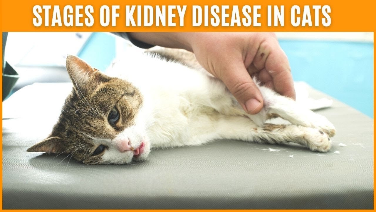 stages-of-kidney-disease-in-cats-symptoms-of-kidney-failure-in-cats
