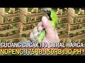 RUSAK HARGA ! BURUNG CUCAK IJO NOPENG 175RB-150RB IJO PH DI PASAR BURUNG PRAMUKA HARI INI