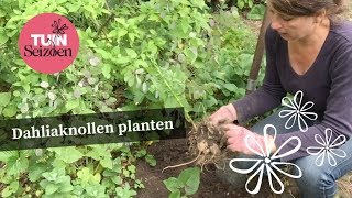 Dahliaknollen planten - Tuinseizoen