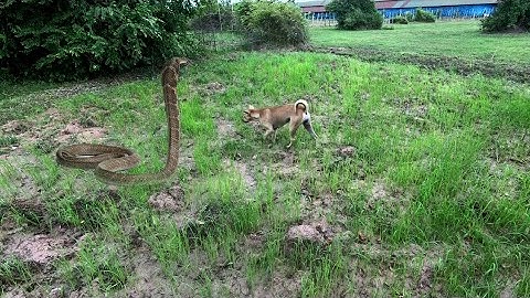 Primitive Technology: Awesome Quick Nest Snake Trap Using Bamboo Branches That Work 100%
