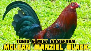 MCLEAN MANZIEL BLACK - TONIO & MICA GAMEFARM