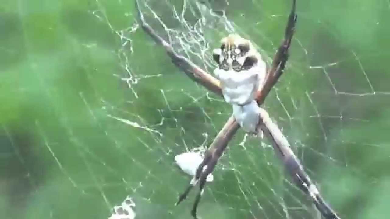 South Texas Yellow Garden Spider Argiope Argentata Female Youtube