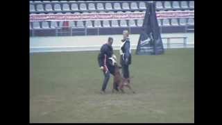 Atibox Wm 2013 - Austriasilvia Strl & Ivy Von Silvertbachipo3 - Sez.c 80