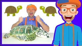 Animal Songs for Children | The Tortoise Song by Blippi