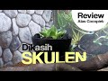 Tanaman Skulen Dalam Tank Leopard Gecko