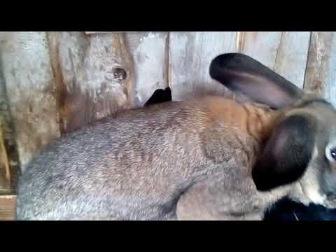 Случка кроликов.Крольчиха не подпускает к себе кроля.