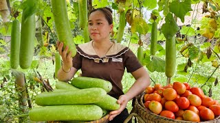 Harvest Gourds & Tomatoes Goes to market sell  Daily life, Animal, Farm, Live with nature