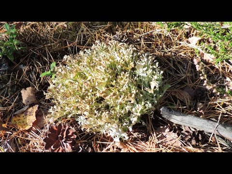 ЦЕТРАРИЯ 🍀 и способ определения КАЧЕСТВА и её СРОКА 💥 ГОДНОСТИ. Пневмония, бронхит, туберкулёз...