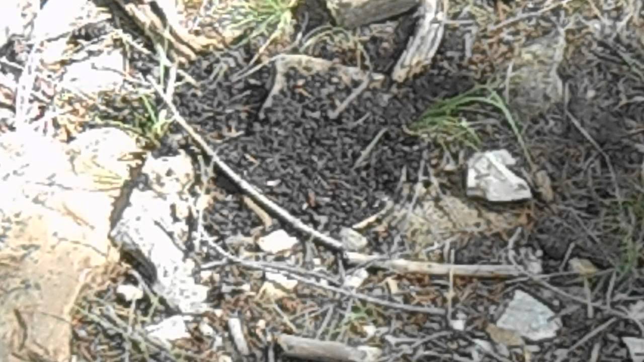 Rough Hollow. Sasquatch Scat? 9/17/13 RMSO.net - YouTube