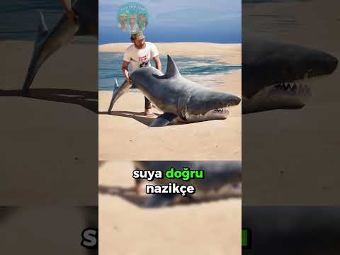 Köpek Balığına Yardım