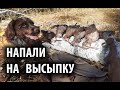 Охота на вальдшнепа с легавой 07.10.2021 Напали на высыпку вальдшнепа