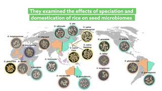 How evolution of host plants affects their microbiome composition