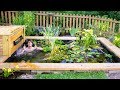 Adding Fish to the DIY Pond