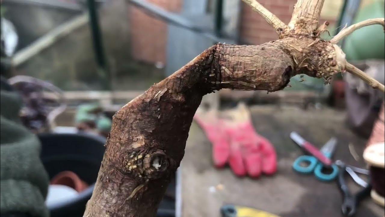 Larch Saplings for Bonsai Material Root Prune & Potting up Part 1