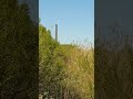 Река Неман в городе Неман