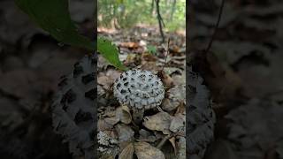 Riesige Pilzvielfalt Mitte September