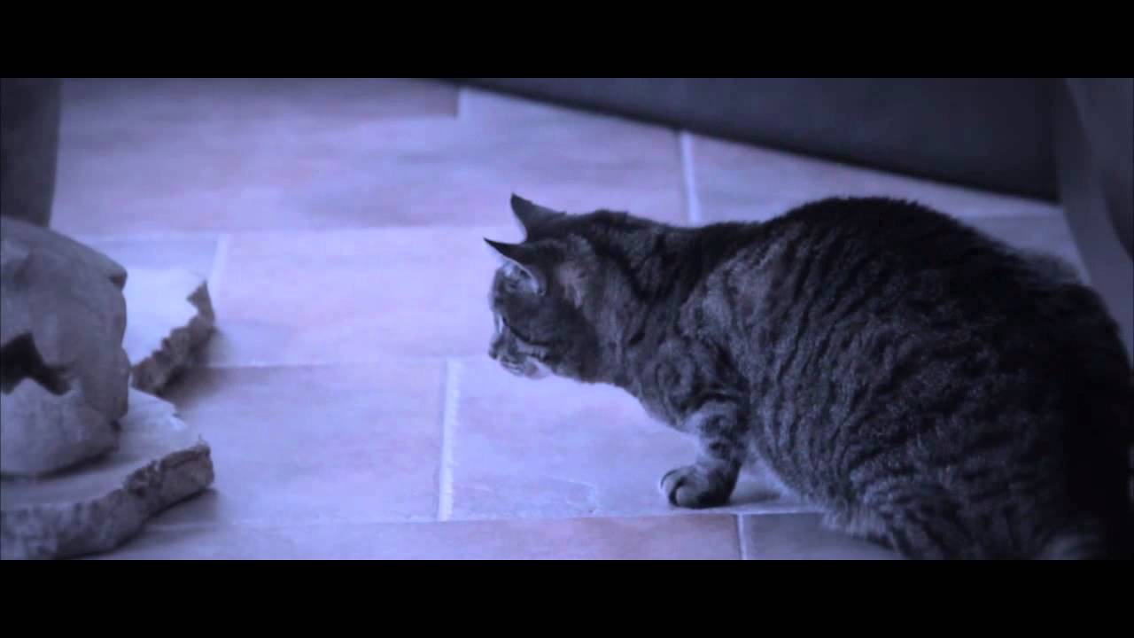 Our Cat Can See Ghosts? - YouTube