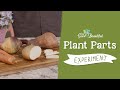 Plant Parts Experiment Quiz