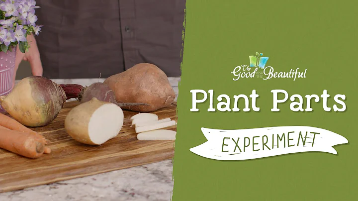 Plant Part Functions Experiment | Botany | The Good and the Beautiful