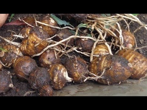 Vídeo: Plantas de inhame chinês - Como você cultiva inhame