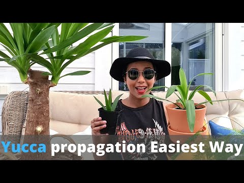Video: How To Repot Yucca Pups