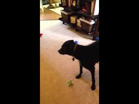 Dog loves Zany Ball Rope Twister