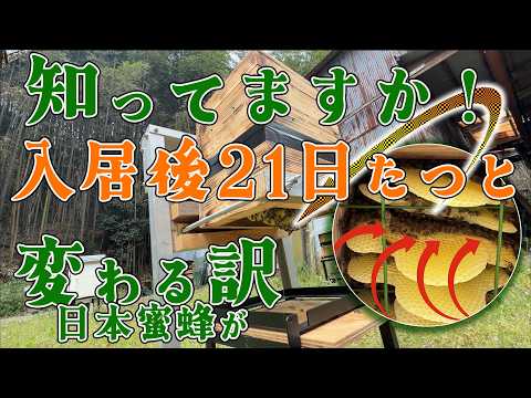 山で日本蜜蜂が入りました。 Japanese honeybees] This is what the places they enter in our