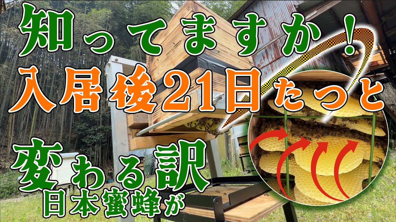 山で日本蜜蜂が入りました。 Why does this happen 21 days after Japanese honeybees move in? As