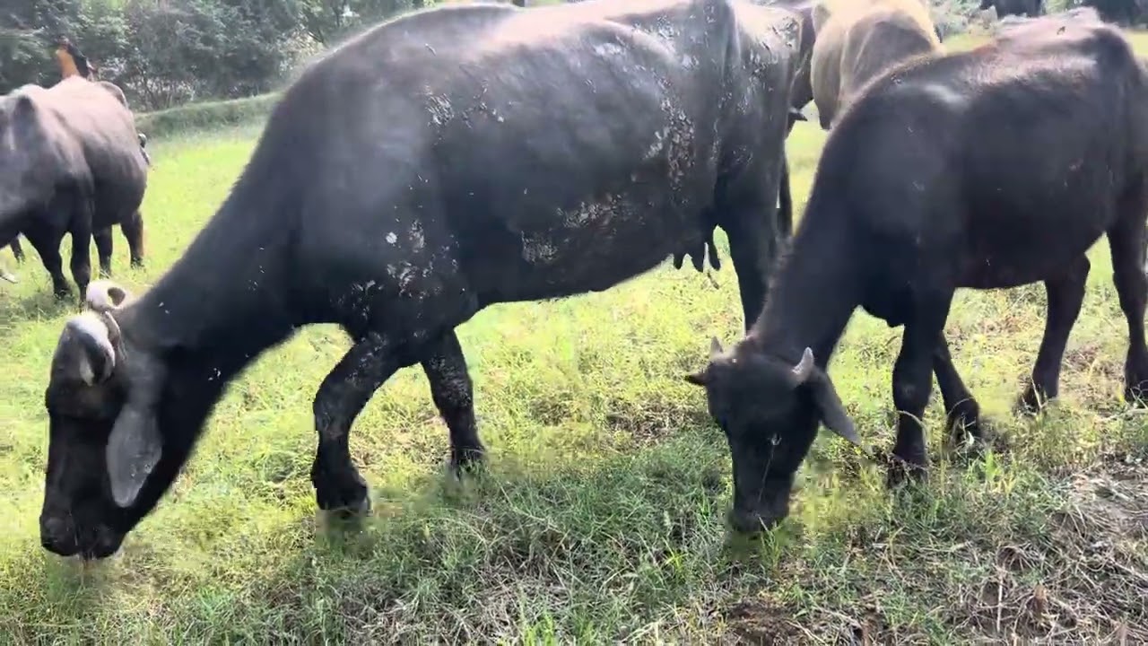 🌿 Buffaloes Eating Fresh Fodder and Drinking Water | farming life🐃💧