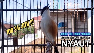 cendet gacor MATERI PANJANG MEWAH buat PANCINGAN CENDET AGAR BUNYI bikin BURUNG PENTET GACOR RESPON