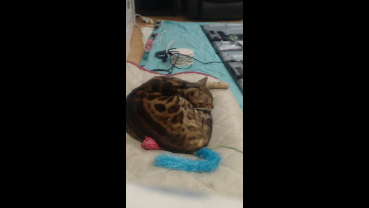 my bengal sleeping kitten