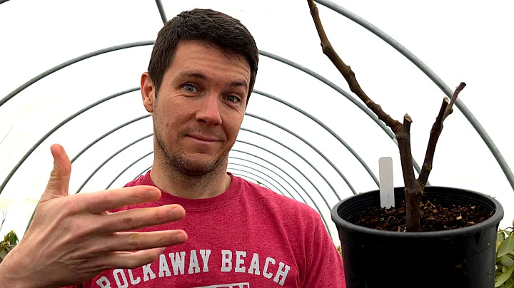 Can Fig Cuttings be Rooted at Any Time of Year