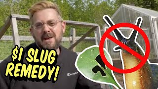 Simple $1 Dollar Slug Control  How to get rid of slugs!