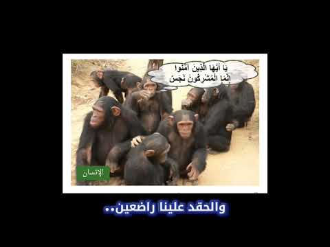 أغنية شوية نصابين في حب الرزول على وزن طبيب جراح لـ جورج وسوف Shorts Youtubeshorts Shortvideo