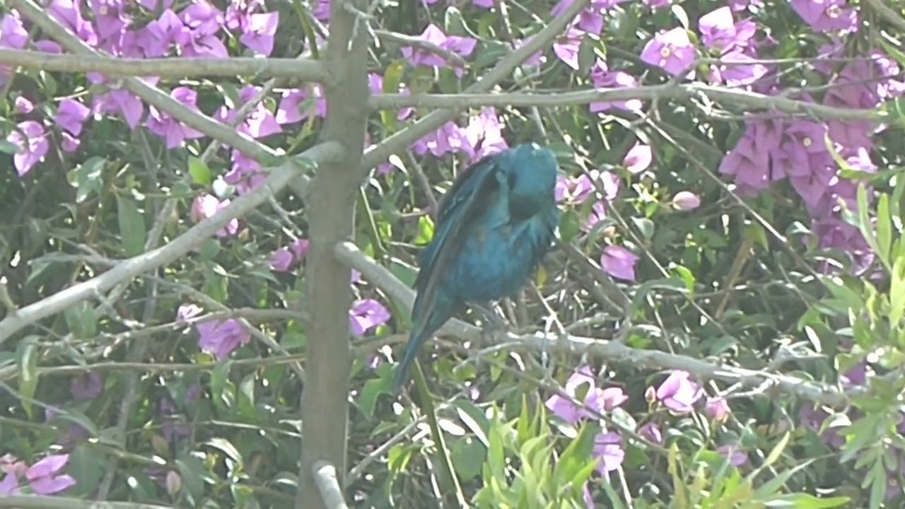 Greater Blue-eared Starling, Lamprotornis chalybaeus cyaniventris, Addis Abeba Ethiopia, 24 Jan 2015