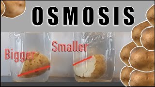 Potato Osmosis Lab - Step by step