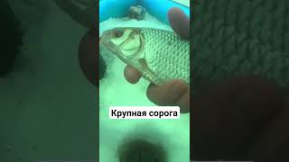 крупная сорога -плотва