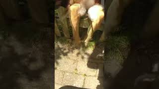Baby Deer Stuck In Fence Rescued By New Jersey Police Officer