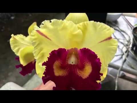 Những mặt hoa  Lan Cattleya đẹp | Foci