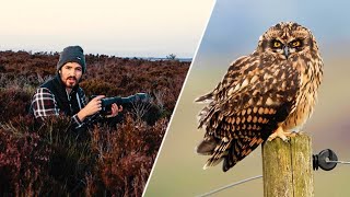 Photographing SHORT EARED OWLS in the UK