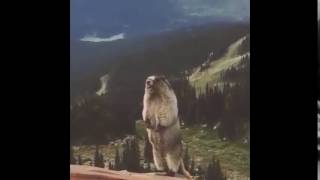 Marmot Immortal
