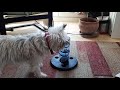 the intelligence of a Cairn Terrier 🏆 の動画、YouTube動画。